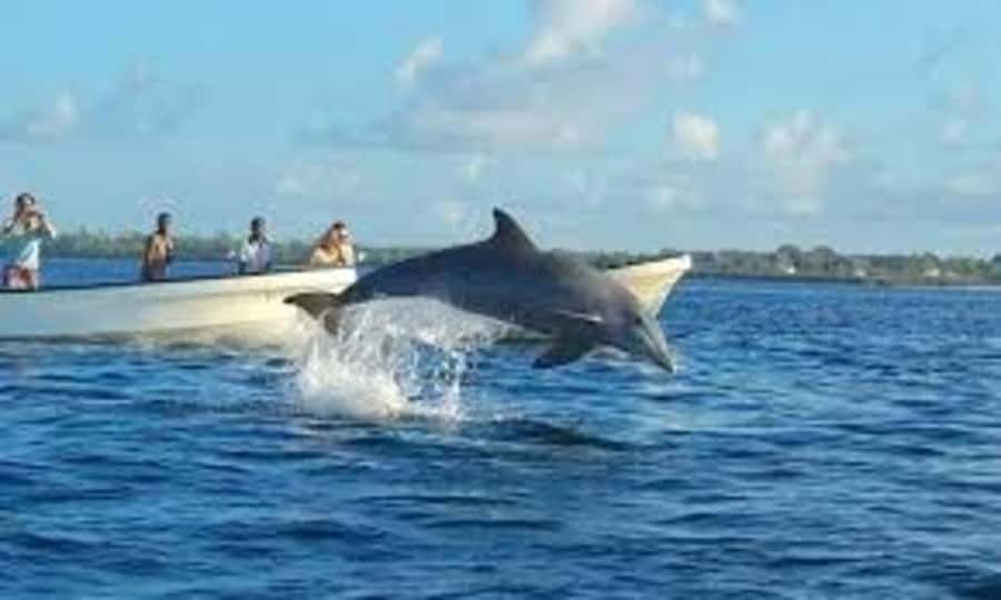 Mnemba island Swimming + snorkeling with dolphins adventure - Guide Saloum and the private group setup
