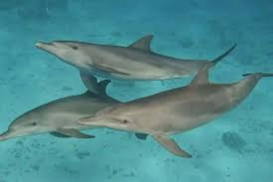 Mnemba island Swimming + snorkeling with dolphins adventure - Is $80 good value?
