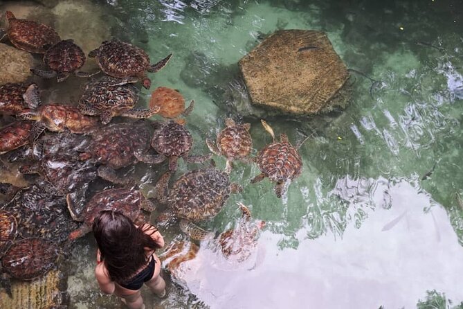 Mnemba Snorkeling, Dolphin and Baraka Natural Aquarium - What the five-hour schedule feels like