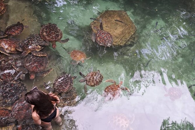 Mnemba Snorkeling, Dolphin and Baraka Natural Aquarium - Price and value at $75 per person