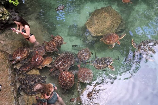 Mnemba Snorkeling, Dolphin and Baraka Natural Aquarium - What the strongest praise tells you