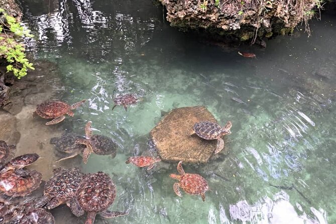Mnemba Snorkeling, Dolphin and Baraka Natural Aquarium - Who should book this experience
