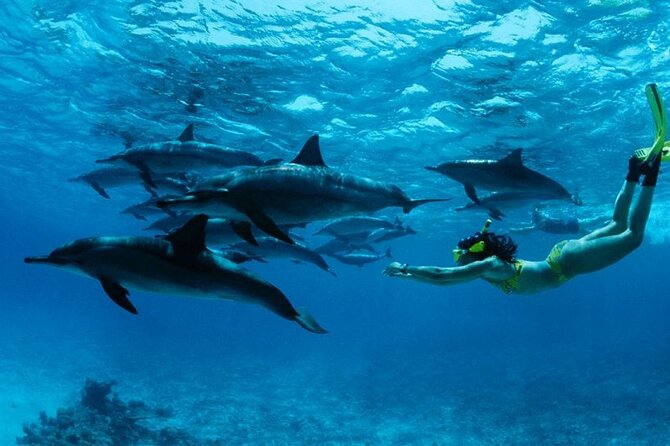 Mnemba Snorkeling, Dolphin and Baraka Natural Aquarium - The Mnemba sandbank and the role of the tide