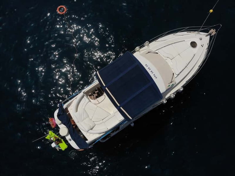 Mogan: Dolphin Watching Boat Trip with Swim Stop - What the $100 Price Buys You