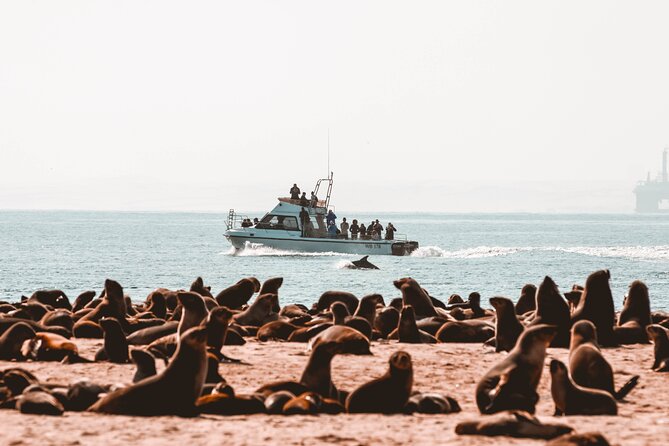 Mola Mola Marine Dolphin Cruise & Beach Braai on Pelican Point - Meeting the Crew at Walvis Bay Waterfront