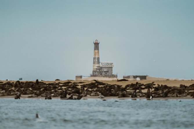 Mola Mola Marine Dolphin Cruise & Beach Braai on Pelican Point - Wildlife Without a Guarantee