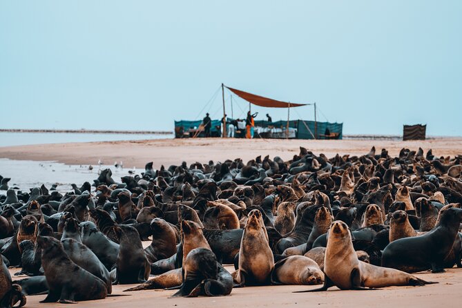 Mola Mola Marine Dolphin Cruise & Beach Braai on Pelican Point - Timing, Transport, and What to Expect