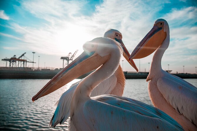 Mola Mola Marine Dolphin Cruise & Beach Braai on Pelican Point - Who Will Enjoy This Most?