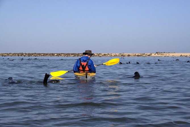 Mola Mola Marine Dolphin Cruise from the Walvis Bay Waterfront to Pelican Point - Key points to know before you book