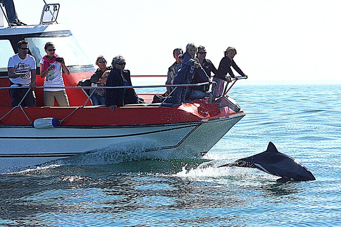 Mola Mola Marine Dolphin Cruise from the Walvis Bay Waterfront to Pelican Point - What the three-hour schedule feels like