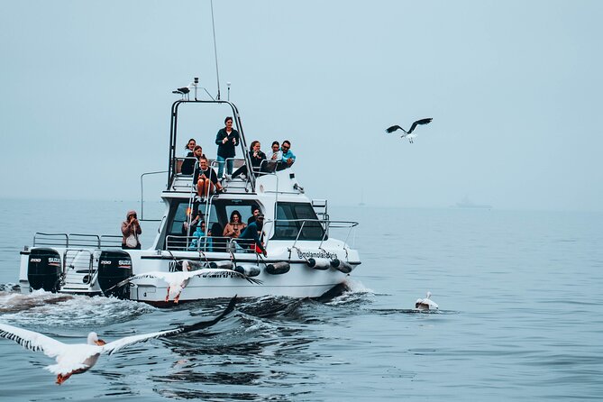 Mola Mola Marine Dolphin Cruise from the Walvis Bay Waterfront to Pelican Point - Is the $90.76 price good value?