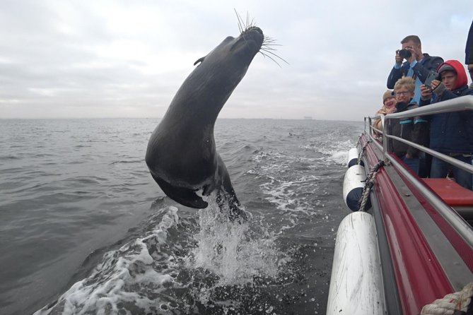 Mola Mola Marine Dolphin Cruise from the Walvis Bay Waterfront to Pelican Point - Pelican Point and its seal colony