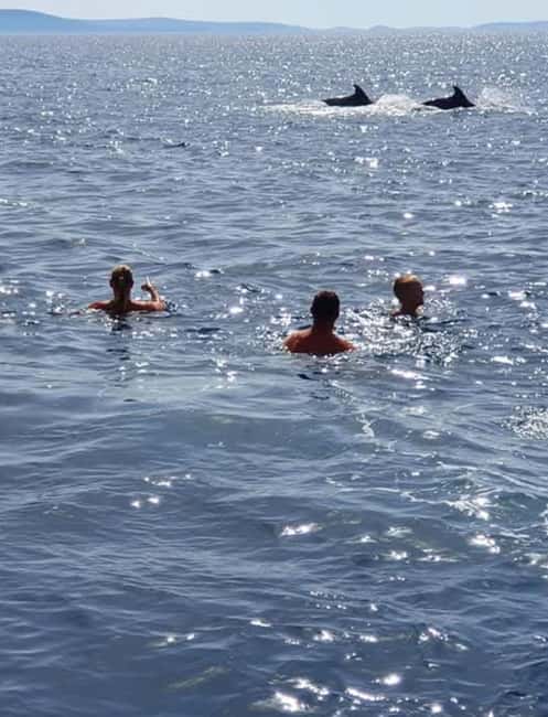 Molat Island Dolphin Watching Boat Tour 6hours TOUR - The price needs careful checking
