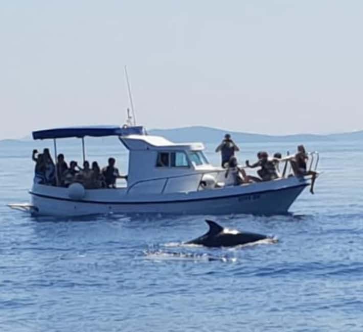 Molat Island Dolphin Watching Boat Tour 6hours TOUR - How this trip compares with a simple beach outing