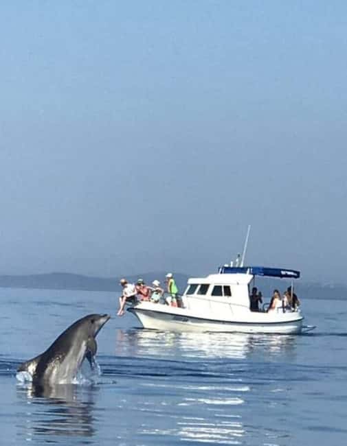 Molat Island Dolphin Watching Boat Tour 6hours TOUR - Should you book the Molat dolphin tour?