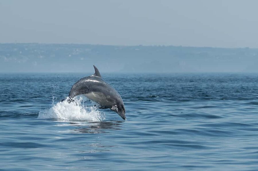 Molène Archipelago: Sea trips from Crozon. Seals, dolphins, - Leaving Camaret for the Molène archipelago