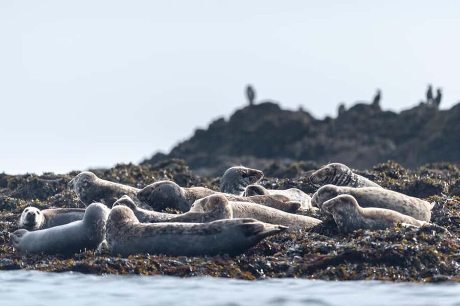 Molène Archipelago: Sea trips from Crozon. Seals, dolphins, - The Molène Island stop lasts 2.5 hours