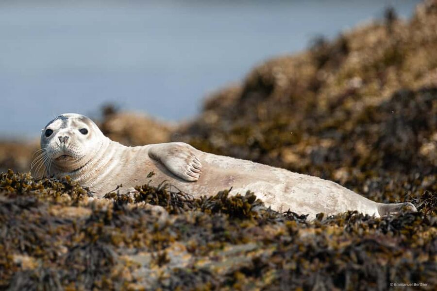 Molène Archipelago: Sea trips from Crozon. Seals, dolphins, - Wildlife watching in the Iroise waters