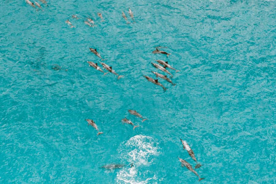 Mombasa: Wasini Dolphin Tour - Who will enjoy this outing most