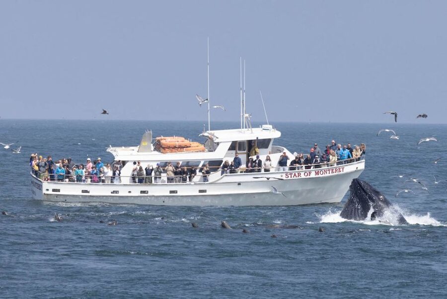 Monterey: Monterey Bay Dolphin and Whale Watching Boat Tour - Dolphins, sea lions, seals, and the smaller surprises