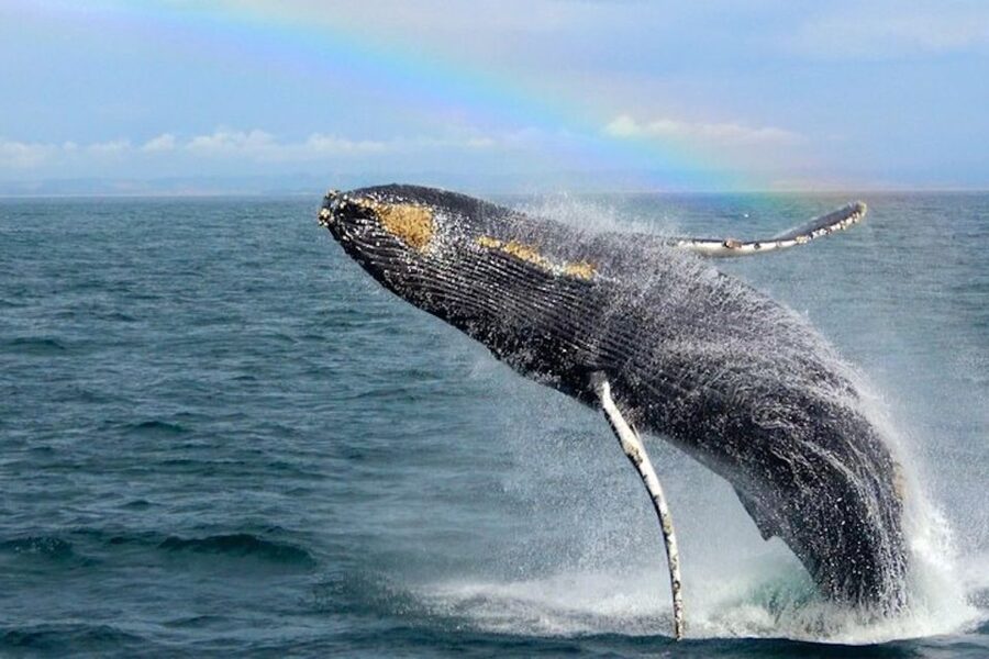 Monterey: Monterey Bay Dolphin and Whale Watching Boat Tour - How the guides shape the experience