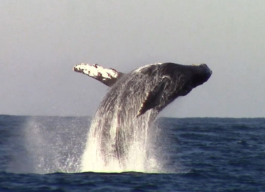 Monterey: Monterey Bay Dolphin and Whale Watching Boat Tour - FAQ