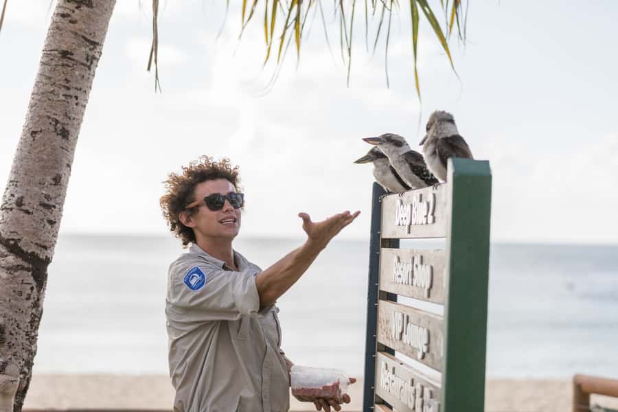 Moreton Island: Marine Discovery Cruise & Dolphin Viewing - The Marine Discovery Cruise and its wildlife search