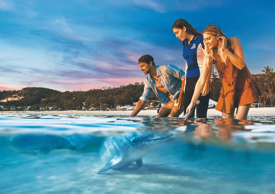 Moreton Island: Tangalooma ATV Quad Bike & Dolphin Feeding - Quick points before you book