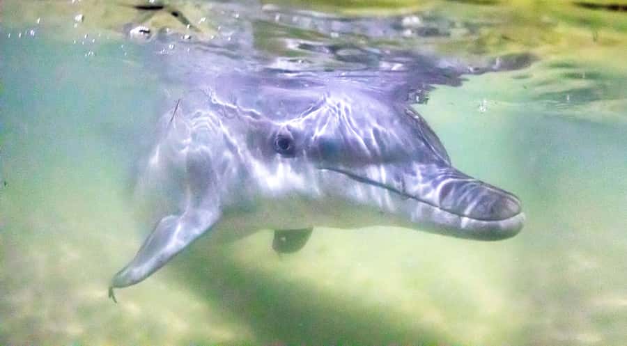 Moreton Island: Tangalooma ATV Quad Bike & Dolphin Feeding - Tangalooma gives you more than an activity stop