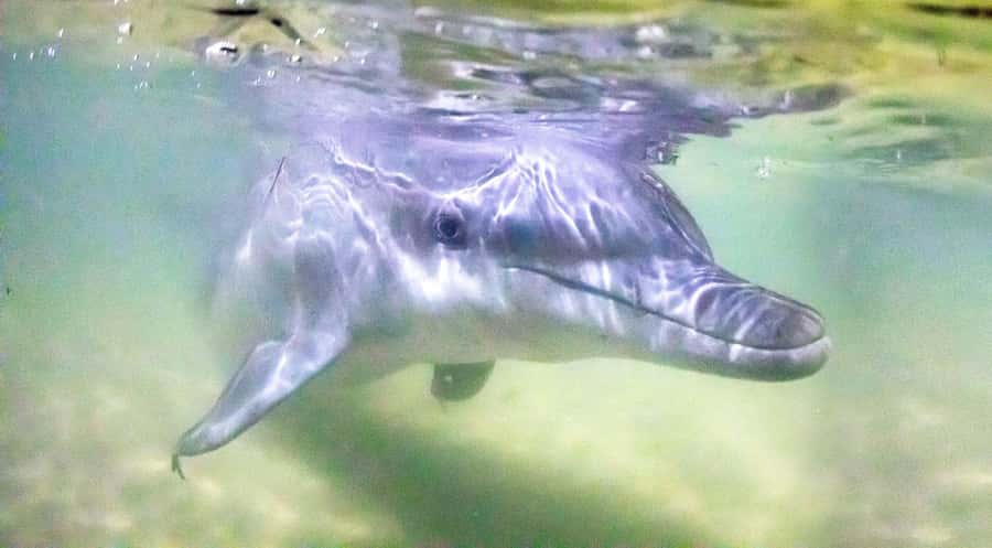 Moreton Island: Tangalooma Snorkeling Tour & Dolphin Feeding - Snorkeling the 15 Tangalooma Wrecks