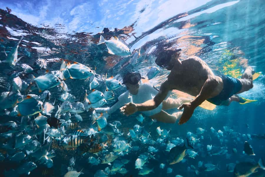 Moreton Island: Tangalooma Snorkeling Tour & Dolphin Feeding - Is $172 a fair price?
