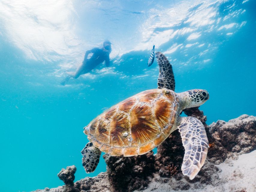 Moreton Island: Tangalooma Snorkelling with Dolphin Viewing - What the $157 price really covers