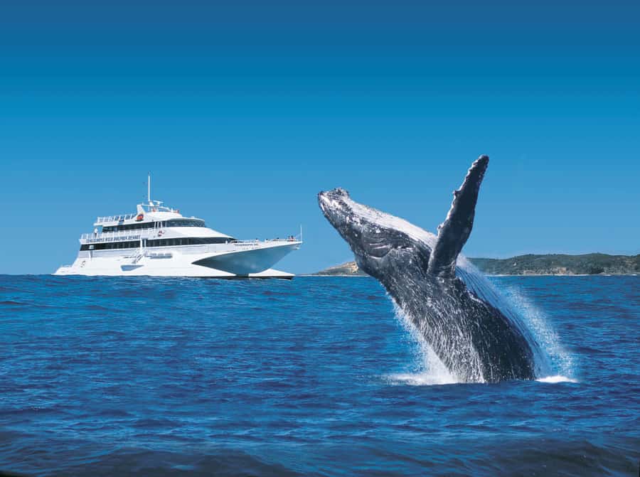 Moreton Island: Tangalooma Whale Watching & Dolphin Feeding - Key things to know before you go