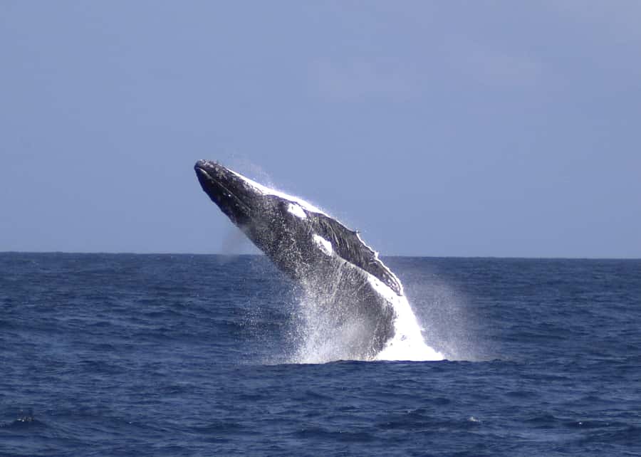 Moreton Island: Tangalooma Whale Watching & Dolphin Feeding - The 75-minute ferry ride from Brisbane
