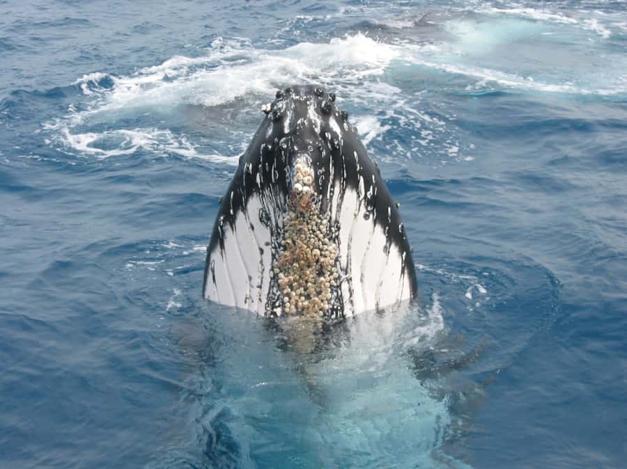 Moreton Island: Tangalooma Whale Watching & Dolphin Feeding - Three hours on the whale-watching catamaran