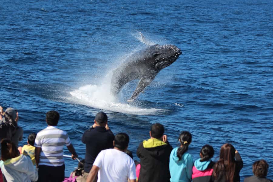 Moreton Island: Tangalooma Whale Watching & Dolphin Feeding - Sunset with the wild bottlenose dolphins
