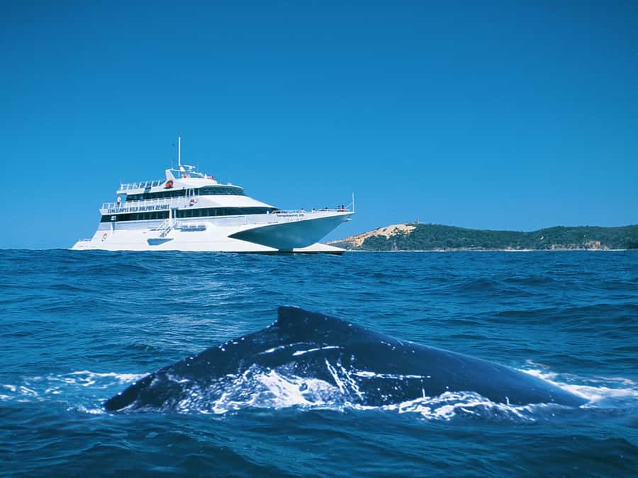 Moreton Island: Tangalooma Whale Watching & Dolphin Feeding - Tangalooma before lunch: beach, pools, and free time
