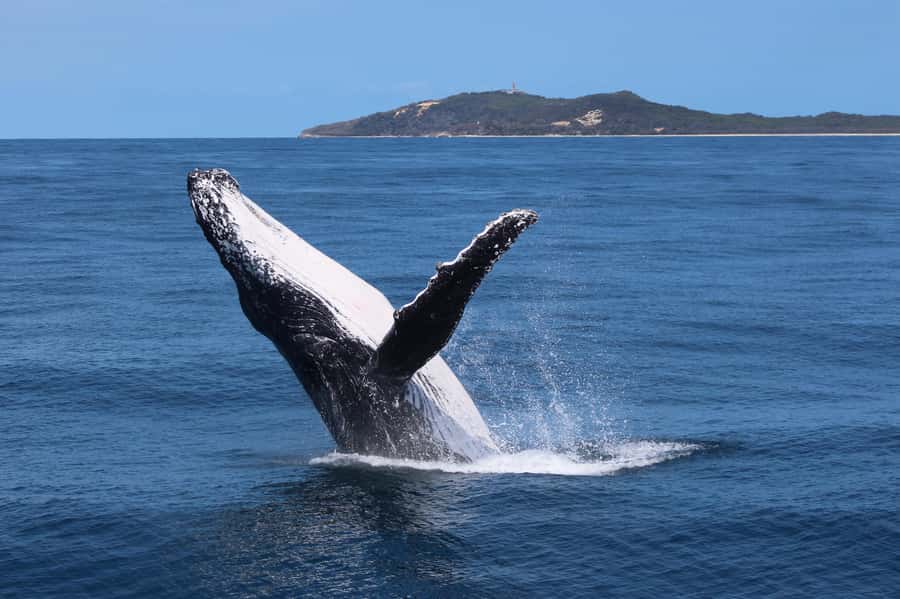 Moreton Island: Tangalooma Whale Watching & Dolphin Viewing - The early start at Brisbane’s wharf