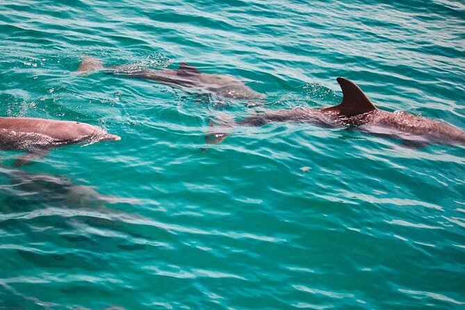 Morning Snorkel & Dolphin Adventure - The snorkeling stop: shallow, simple, and changeable
