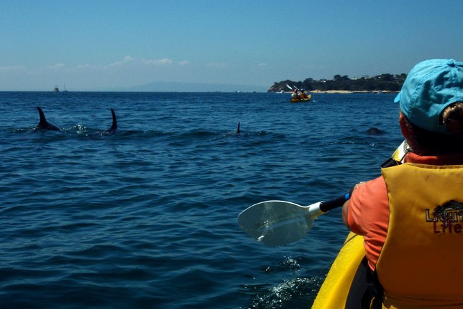 Mornington Peninsula Kayak Coastline Tour of Dolphin Sanctuary - Paddling Into the Dolphin Sanctuary