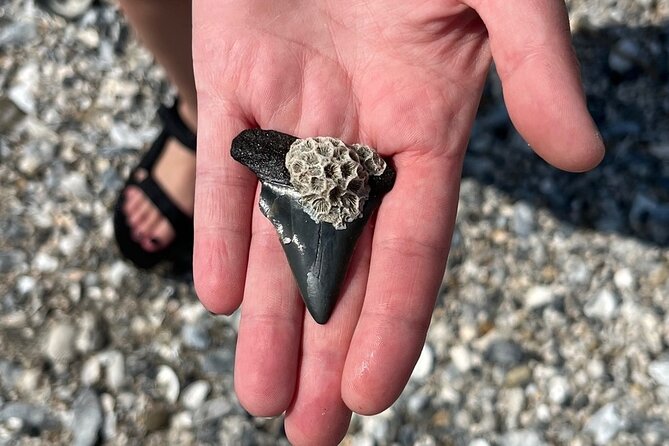 Morris Island Dolphin Cruise and Shelling Trip - Why This Folly Beach Boat Trip Works So Well