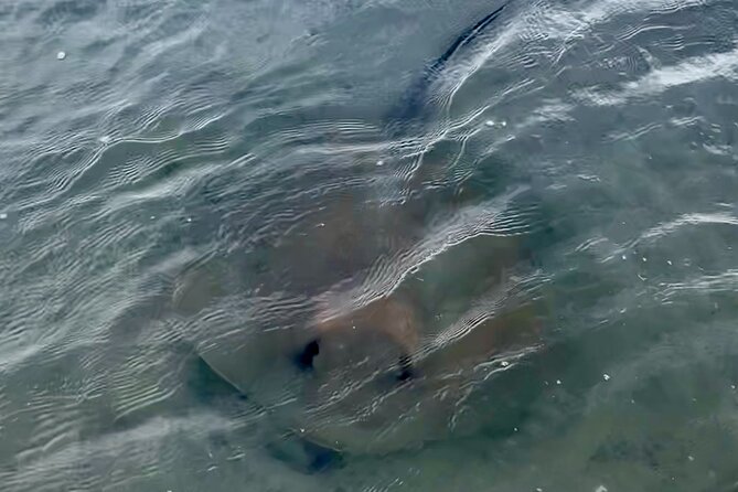 Morris Island Dolphin Cruise and Shelling Trip - Best Time to Go and What to Bring