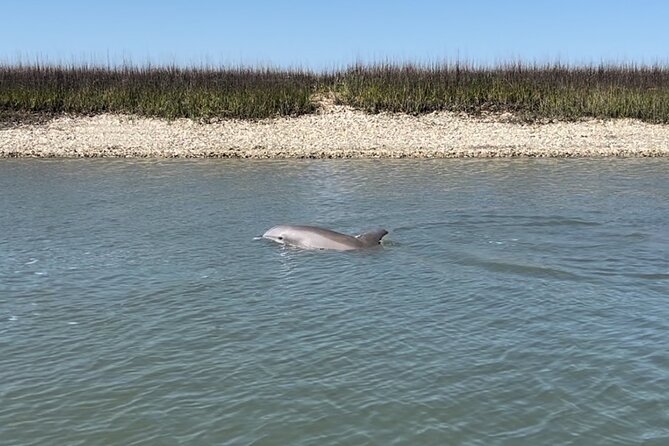 Morris Island Dolphin Cruise and Shelling Trip - Leaving from the Folly River Boat Ramp