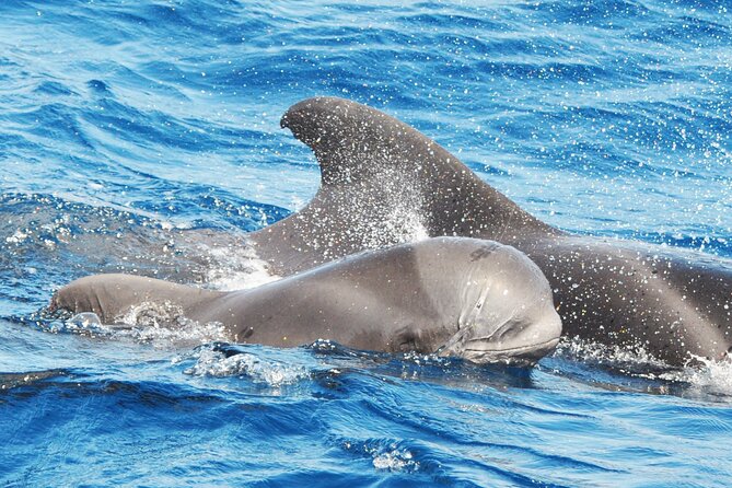 Morro Jable: 2 Hours Magic Dolphin & Whale watching with Drinks & Swim Stop. - Key points to know before you book