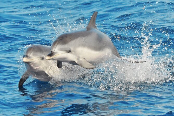 Morro Jable: 2 Hours Magic Dolphin & Whale watching with Drinks & Swim Stop. - Setting out from Morro Jable port