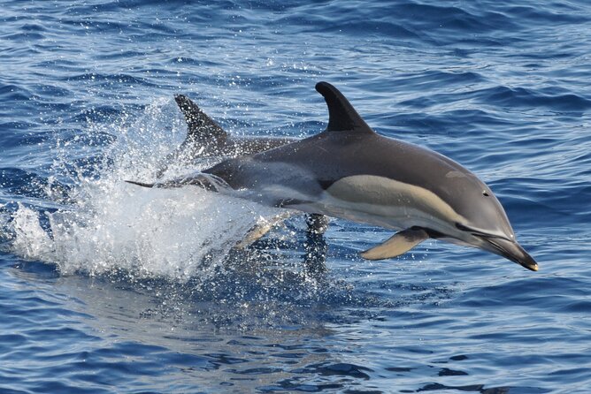 Morro Jable: 2 Hours Magic Dolphin & Whale watching with Drinks & Swim Stop. - Guides who shape the experience
