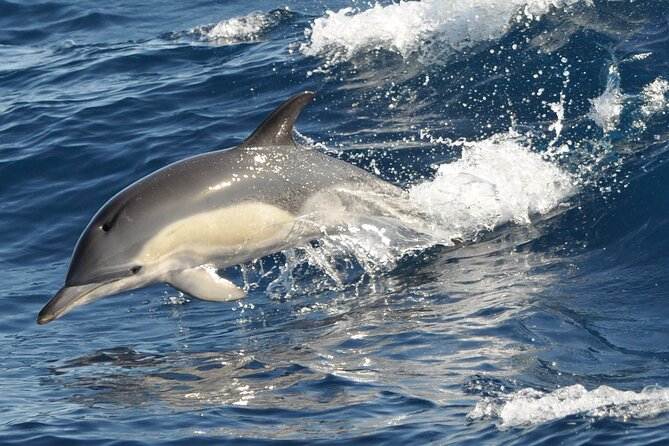 Morro Jable: 2 Hours Magic Dolphin & Whale watching with Drinks & Swim Stop. - Drinks on board, with a swim in Jandía Bay