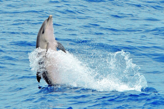Morro Jable: 2 Hours Magic Dolphin & Whale watching with Drinks & Swim Stop. - The ride itself can be part of the fun