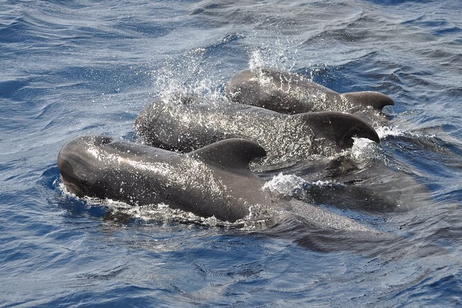 Morro Jable: 2 Hours Magic Dolphin & Whale watching with Drinks & Swim Stop. - How much value do you get for $59.13?
