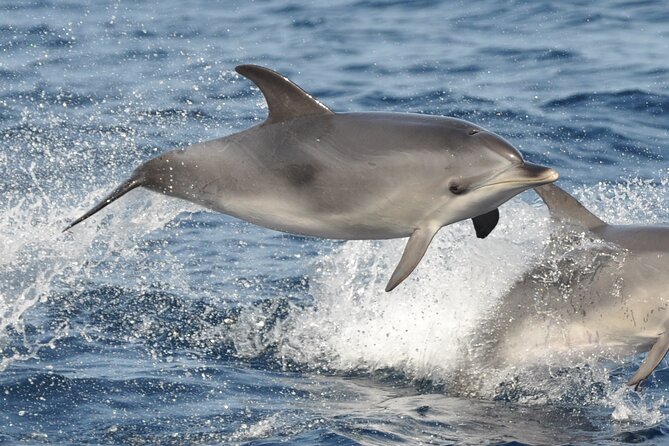 Morro Jable: 2 Hours Magic Dolphin & Whale watching with Drinks & Swim Stop. - Who should choose this two-hour outing?